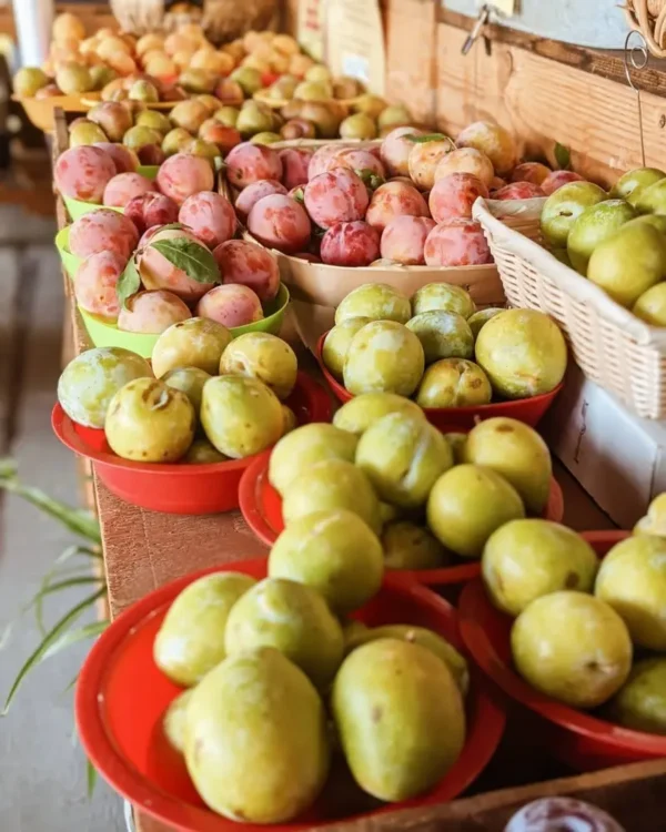 Sustainably Grown Fruits by Winters Fruit Tree