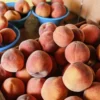 Sustainably Grown Fruits by Winters Fruit Tree