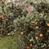 Sustainably Grown Fruits by Winters Fruit Tree