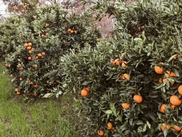 Sustainably Grown Fruits by Winters Fruit Tree