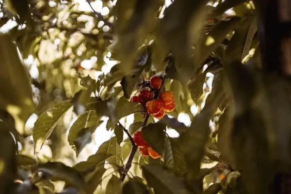Sustainably Grown Fruits by Winters Fruit Tree