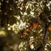 Sustainably Grown Fruits by Winters Fruit Tree