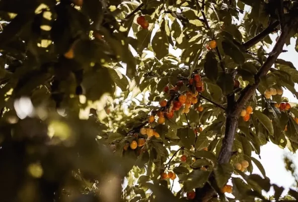 Sustainably Grown Fruits by Winters Fruit Tree