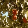 Sustainably Grown Fruits by Winters Fruit Tree