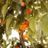 Sustainably Grown Fruits by Winters Fruit Tree