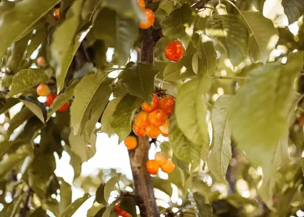 Sustainably Grown Fruits by Winters Fruit Tree
