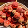 Sustainably Grown Fruits by Winters Fruit Tree