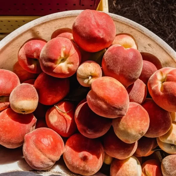 Sustainably Grown Fruits by Winters Fruit Tree