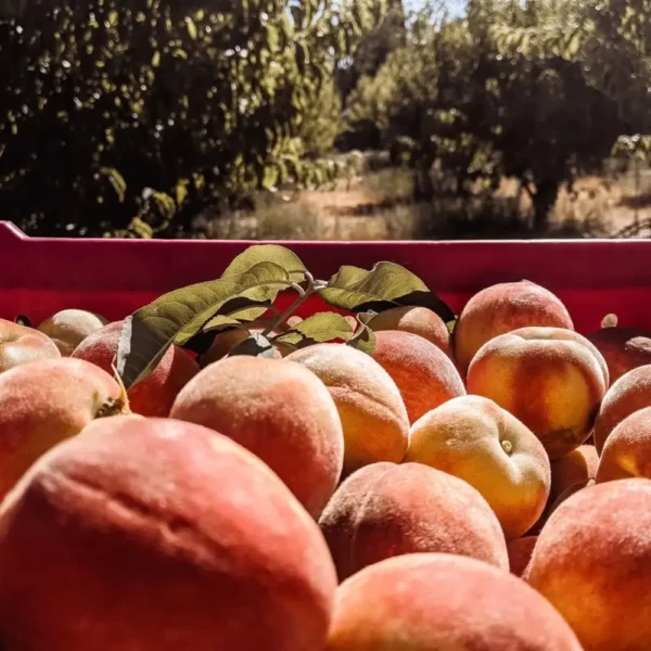 Sustainably Grown Fruits by Winters Fruit Tree