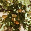Sustainably Grown Fruits by Winters Fruit Tree