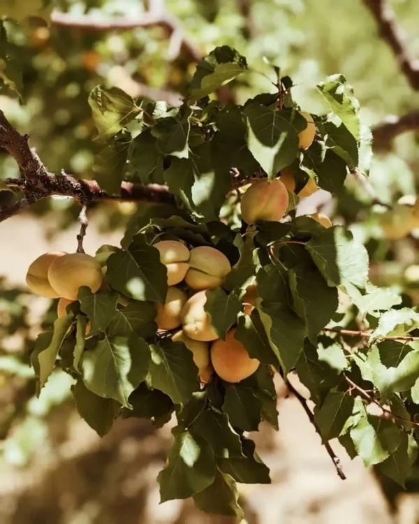 Sustainably Grown Fruits by Winters Fruit Tree