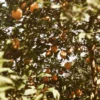 Sustainably Grown Fruits by Winters Fruit Tree
