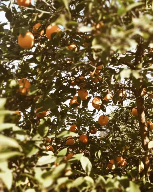 Sustainably Grown Fruits by Winters Fruit Tree