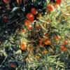 Sustainably Grown Fruits by Winters Fruit Tree
