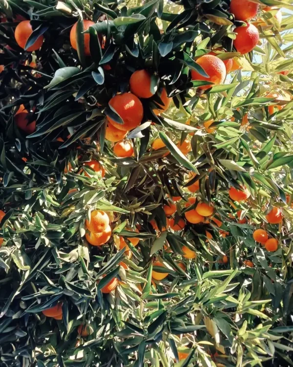 Sustainably Grown Fruits by Winters Fruit Tree