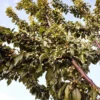 Sustainably Grown Fruits by Winters Fruit Tree