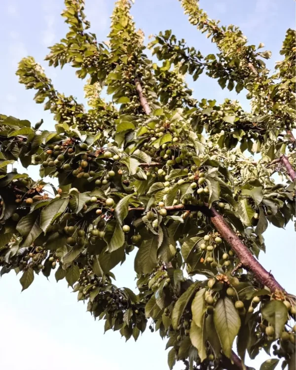 Sustainably Grown Fruits by Winters Fruit Tree