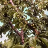 Sustainably Grown Fruits by Winters Fruit Tree