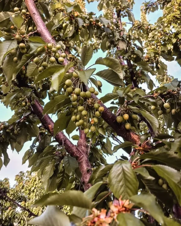 Sustainably Grown Fruits by Winters Fruit Tree
