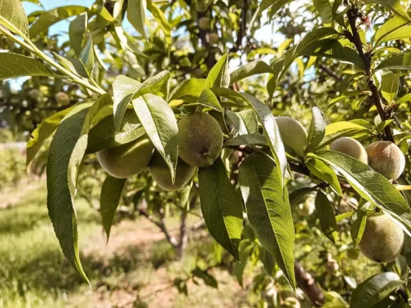 Sustainably Grown Fruits by Winters Fruit Tree