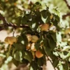Sustainably Grown Fruits by Winters Fruit Tree
