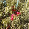 Sustainably Grown Fruits by Winters Fruit Tree