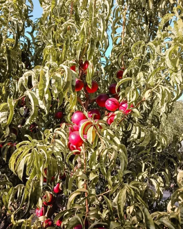 Sustainably Grown Fruits by Winters Fruit Tree