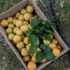 Sustainably Grown Fruits by Winters Fruit Tree