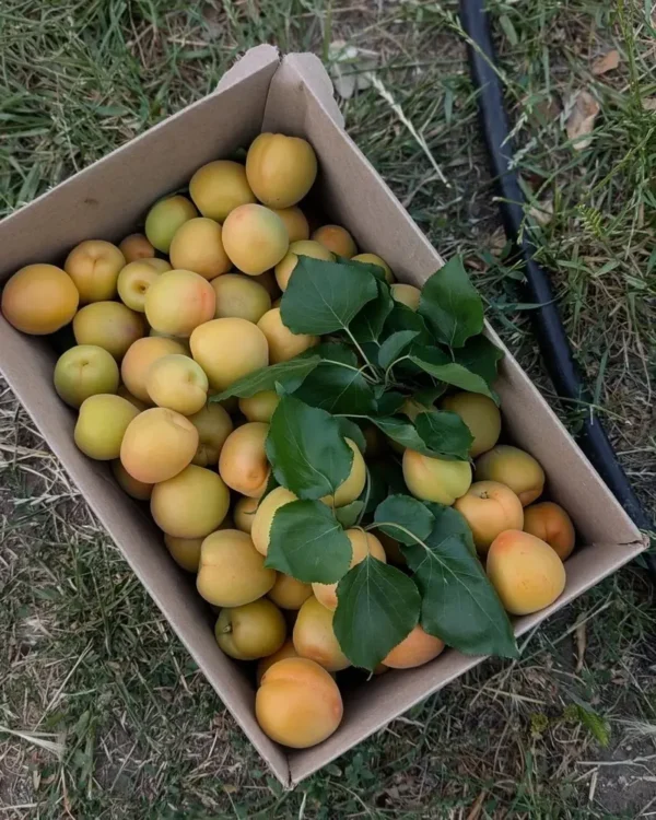 Sustainably Grown Fruits by Winters Fruit Tree