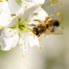Clover Blossom Honey by The Honey Ladies