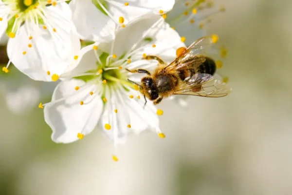 Clover Blossom Honey by The Honey Ladies